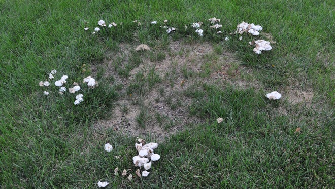 Fairy rings are cause by fungi and are difficult to control.