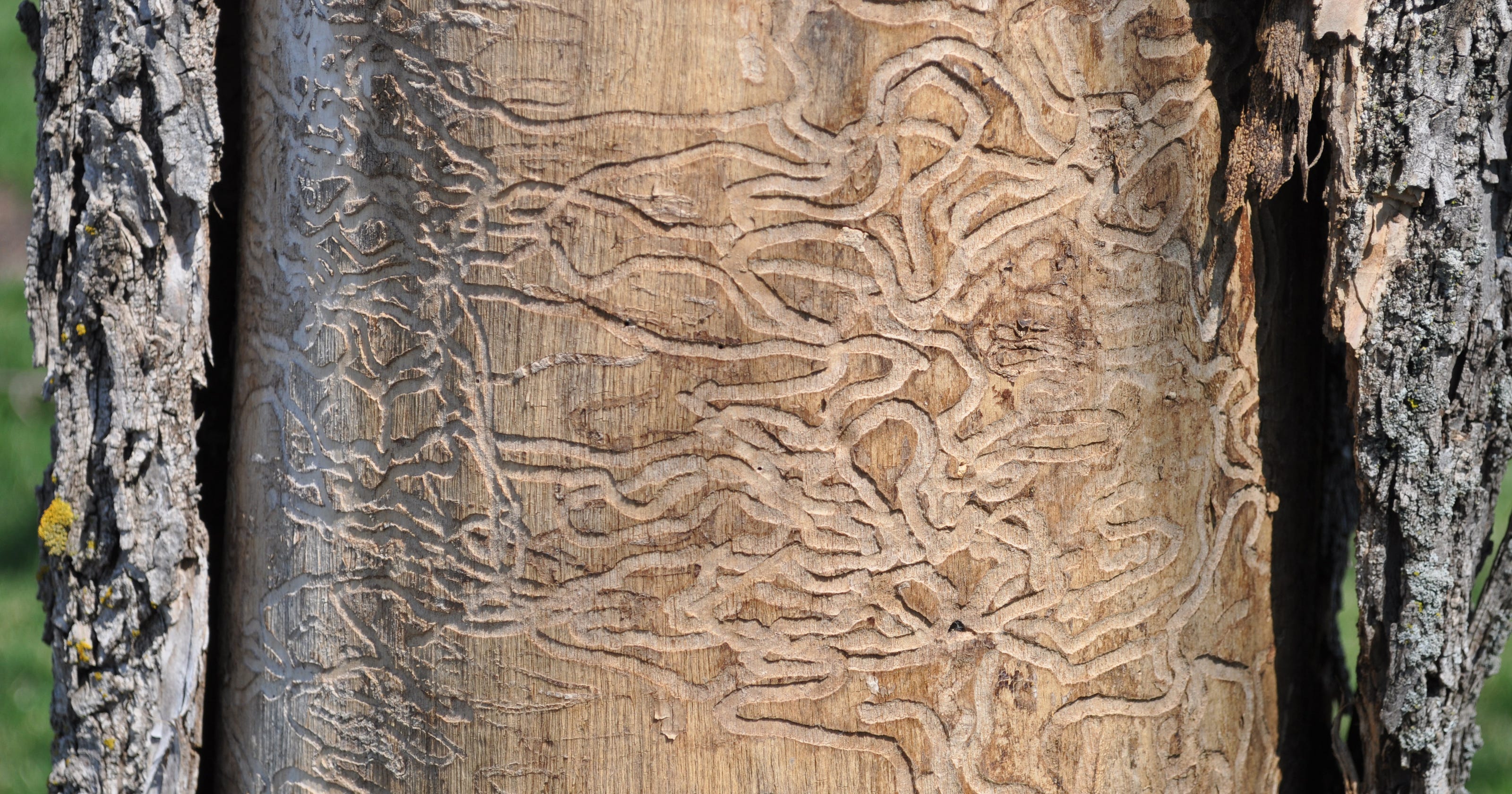 Dr. Dirt: Treatments can save trees affected by emerald ash borer