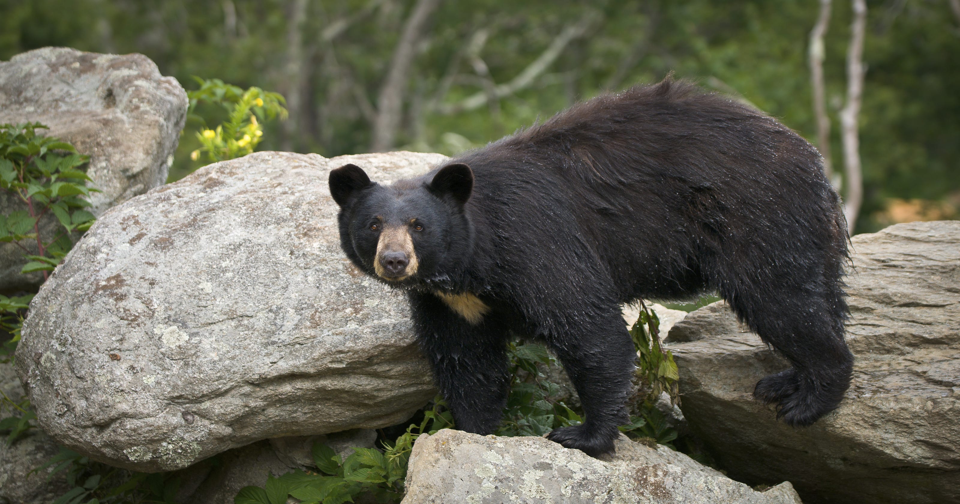 teddy black bear