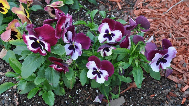 Pansies bloom until freezing temperatures are here to stay. They also continue blooming until late spring.
