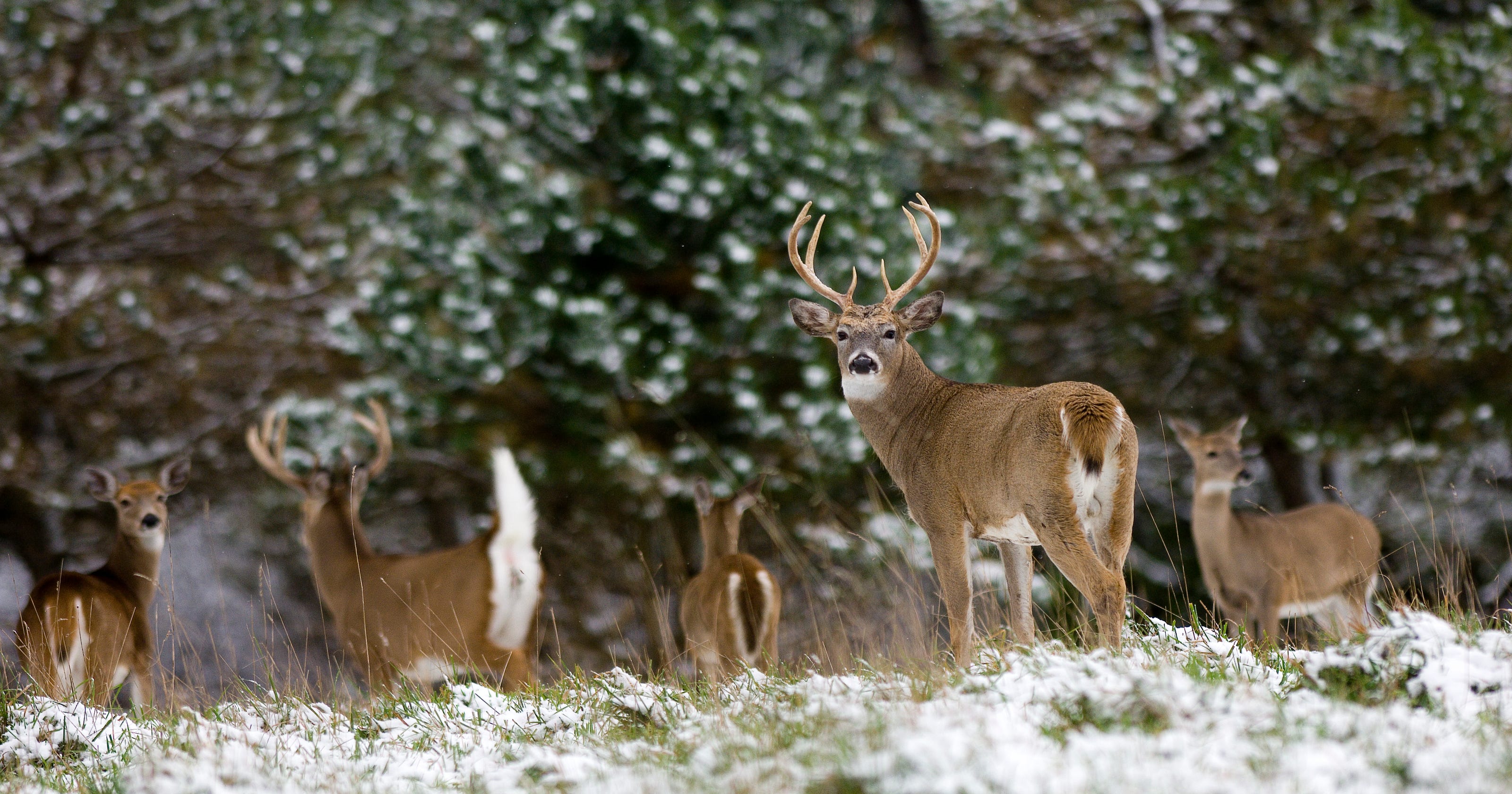 hunting-contributes-year-round-benefits-to-wildlife