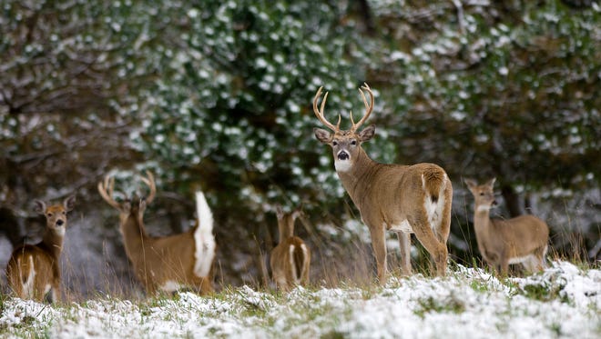 Improving habitat for white-tailed deer often helps improve habitat for species such as ruffed grouse, American woodcock, elk and migratory songbirds.