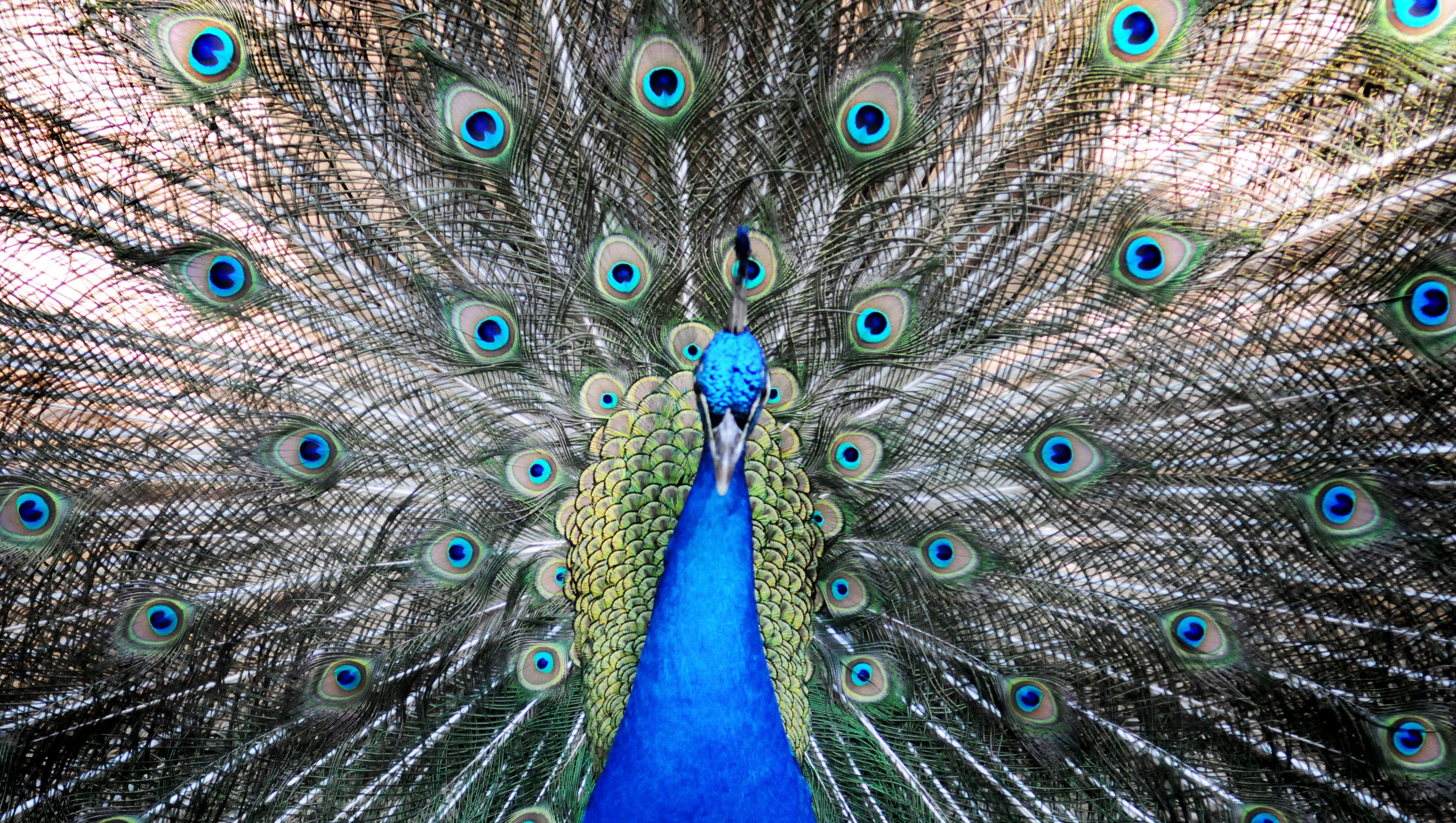 Peacocks Soporte Para Pasaporte 