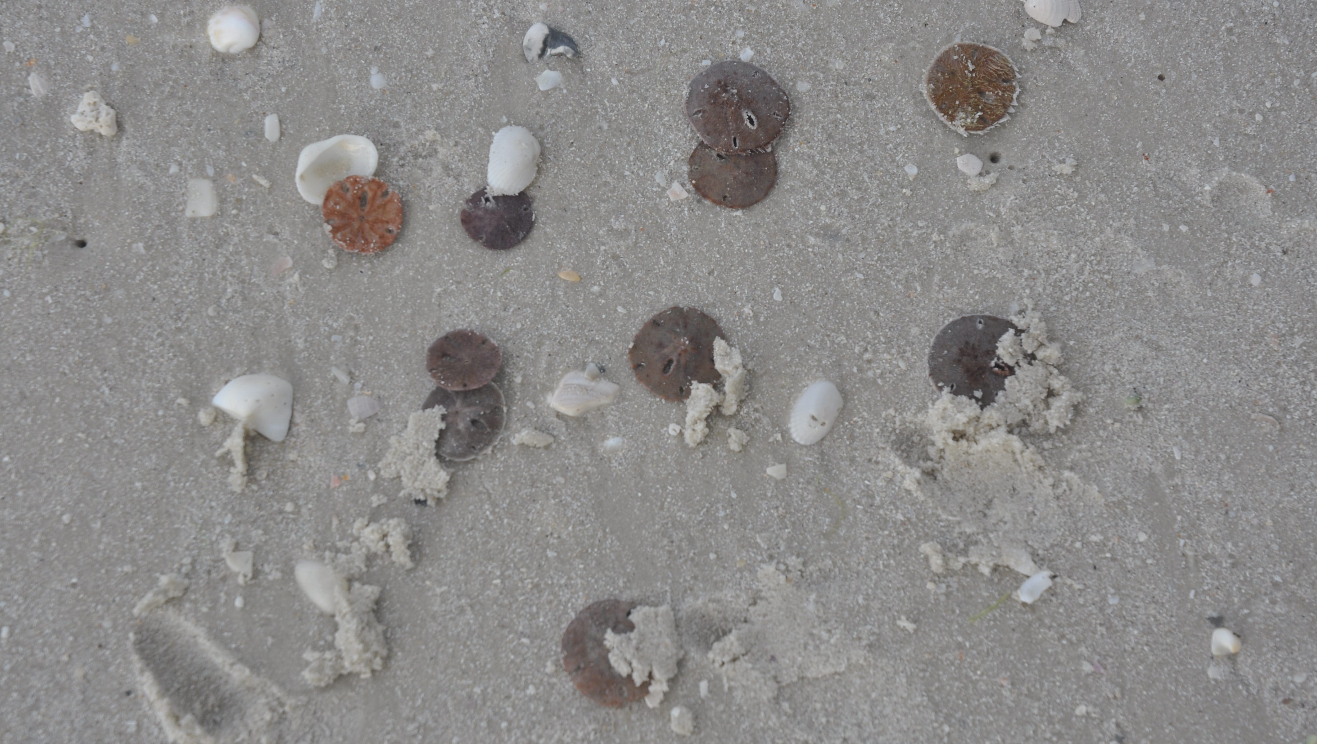 Thousands of sand dollars found dead on the beach in Florida