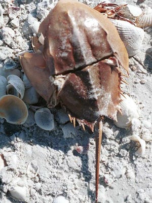 Florida Fish and Wildlife Commission is asking the public for help in recording horseshoe crabs spotted on the beach.
