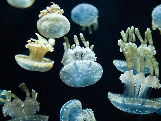 Jellyfish Are Beautiful But They Re Becoming A Global Headache