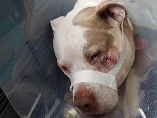 Minneapolis police have started an internal investigation after an officer shot two dogs in a Minneapolis yard Saturday night.
