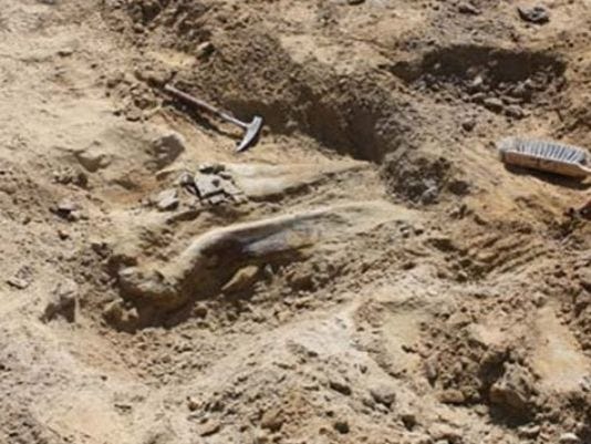 when were the first dinosaur bones discovered