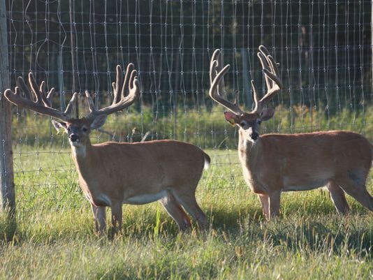 636664810867061918-Deer-farm-bucks-photo-by-Laurie-Seale-Whitetails-of-Wisconsin.jpg