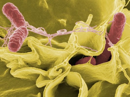 Delaware health officials warn of Listeria, Salmonella outbreaks