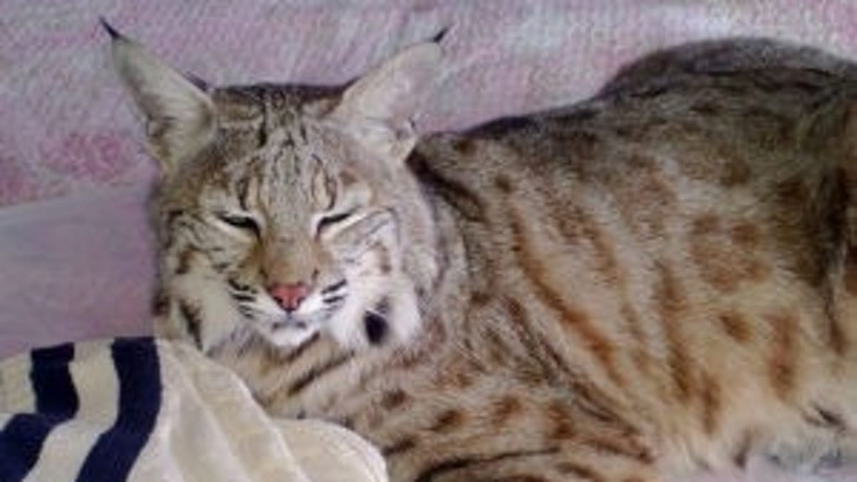 For Now Rocky S Just A Big Cat Not Bobcat Can Go Home