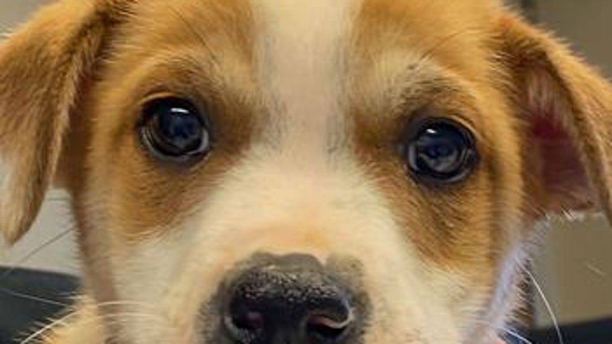 Pets Of The Week
