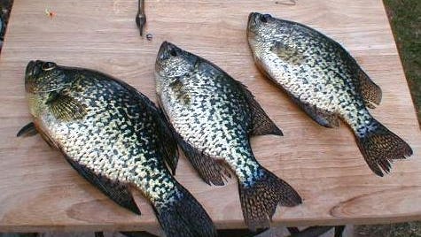 Some nice Eagle River crappies.