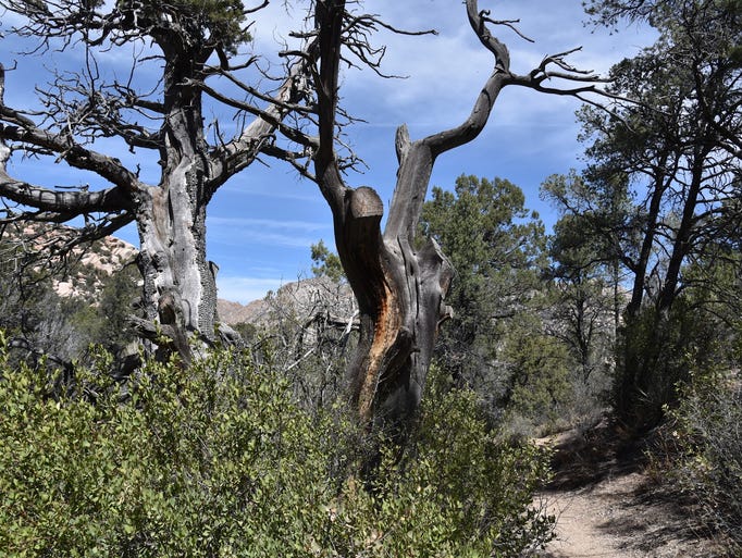 Prescott, AZ, hike Clark Spring Trail