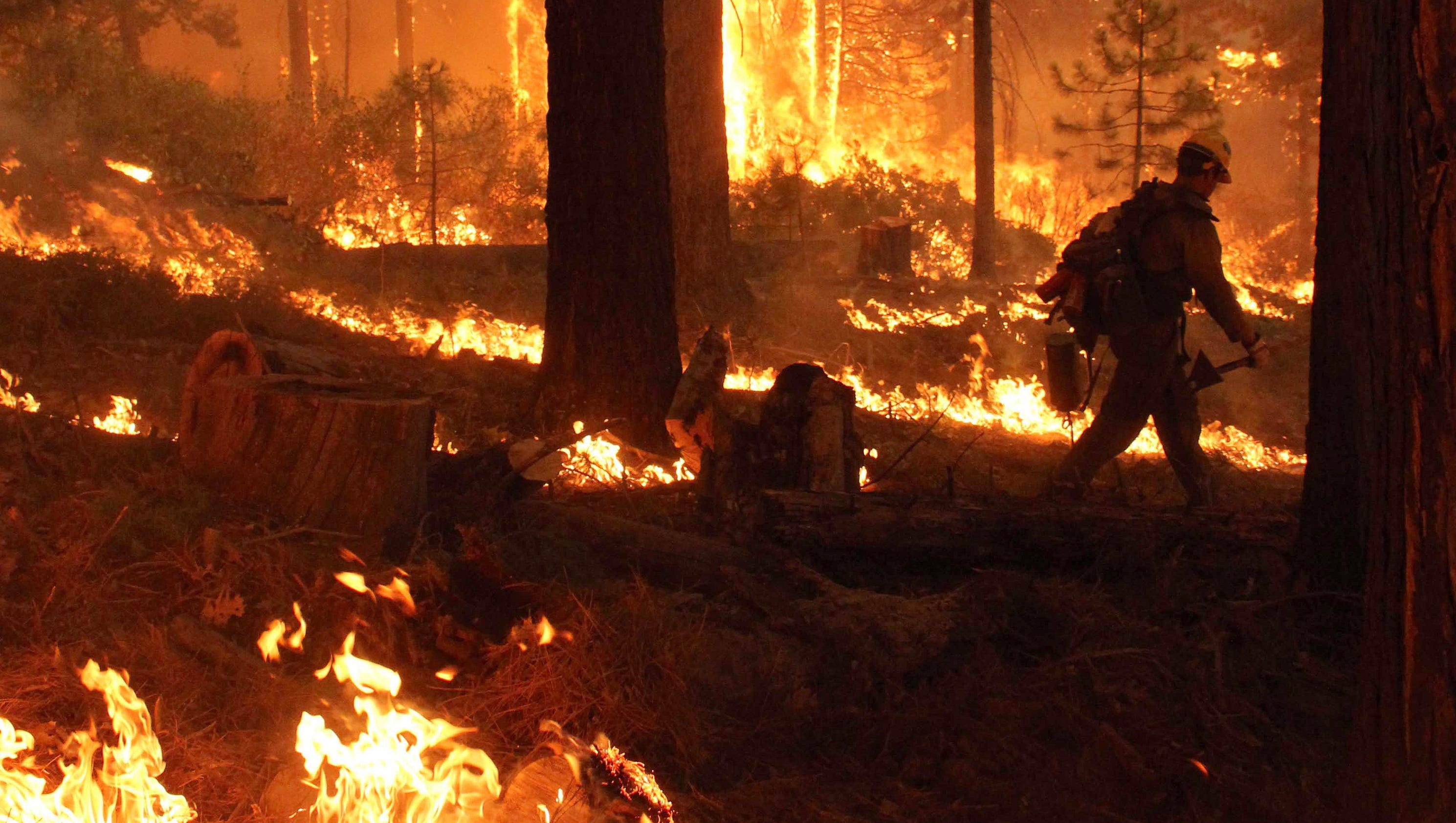 Пикник ты вся из огня. Пожар. Пожар леса. Человек и пожар в лесу. Человек в горящем лесу.