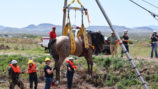 Emergency response personnel practice hoisting a horse out of swift-moving water during a training hosted by New Mexico State University's College of Agricultural, Consumer and Environmental Sciences in Las Cruces and Socorro. The training used a 600-pound horse mannequin to give trainees a realistic experience .