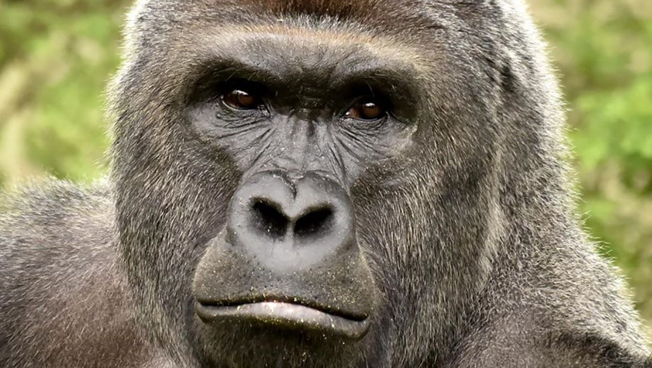 In News That Will Surprise Absolutely No One There Is A Two Year Old Thoroughbred Named Harambe The harambe meme became the carrier not just for the unresolved emotions surrounding the death of a gorilla, but for a larger pool of emotions seeking. named harambe