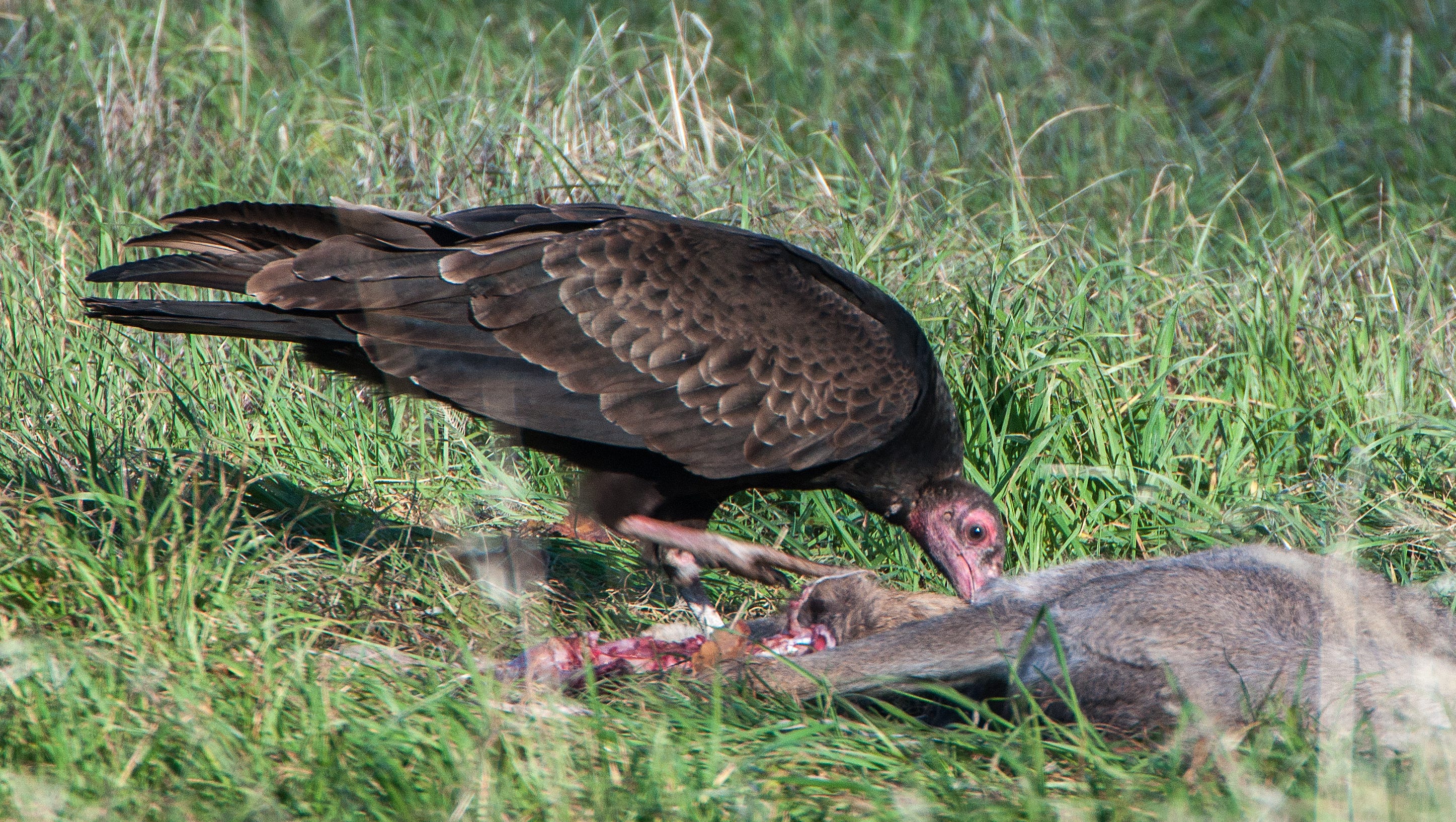 Vultures have the pH for public health
