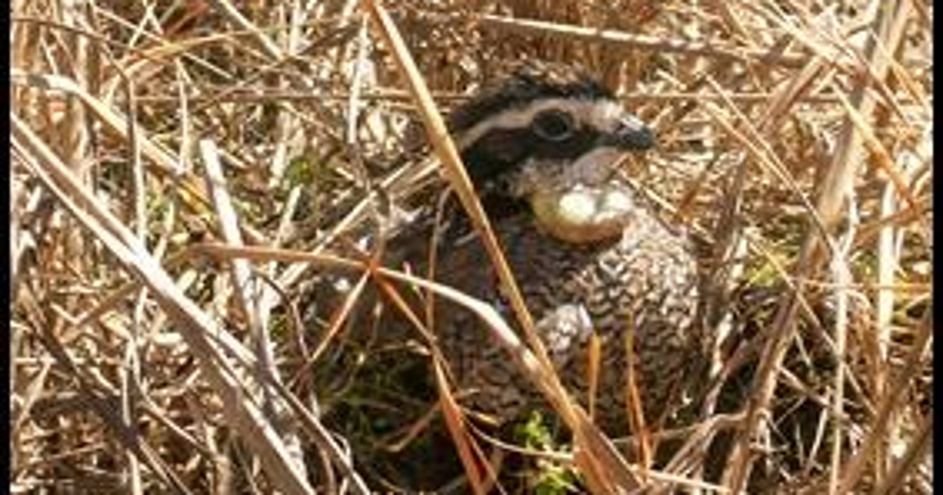 Bobwhite quail make Pinelands comeback; 3 nests found