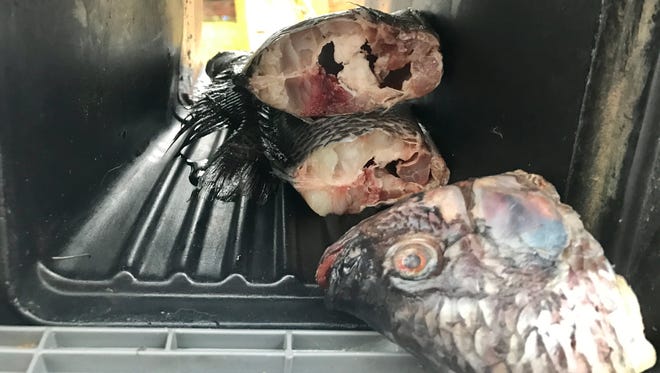 Someone stuffed two raw fish in Angela Brookshire's mailbox on Feb. 7, 2018.