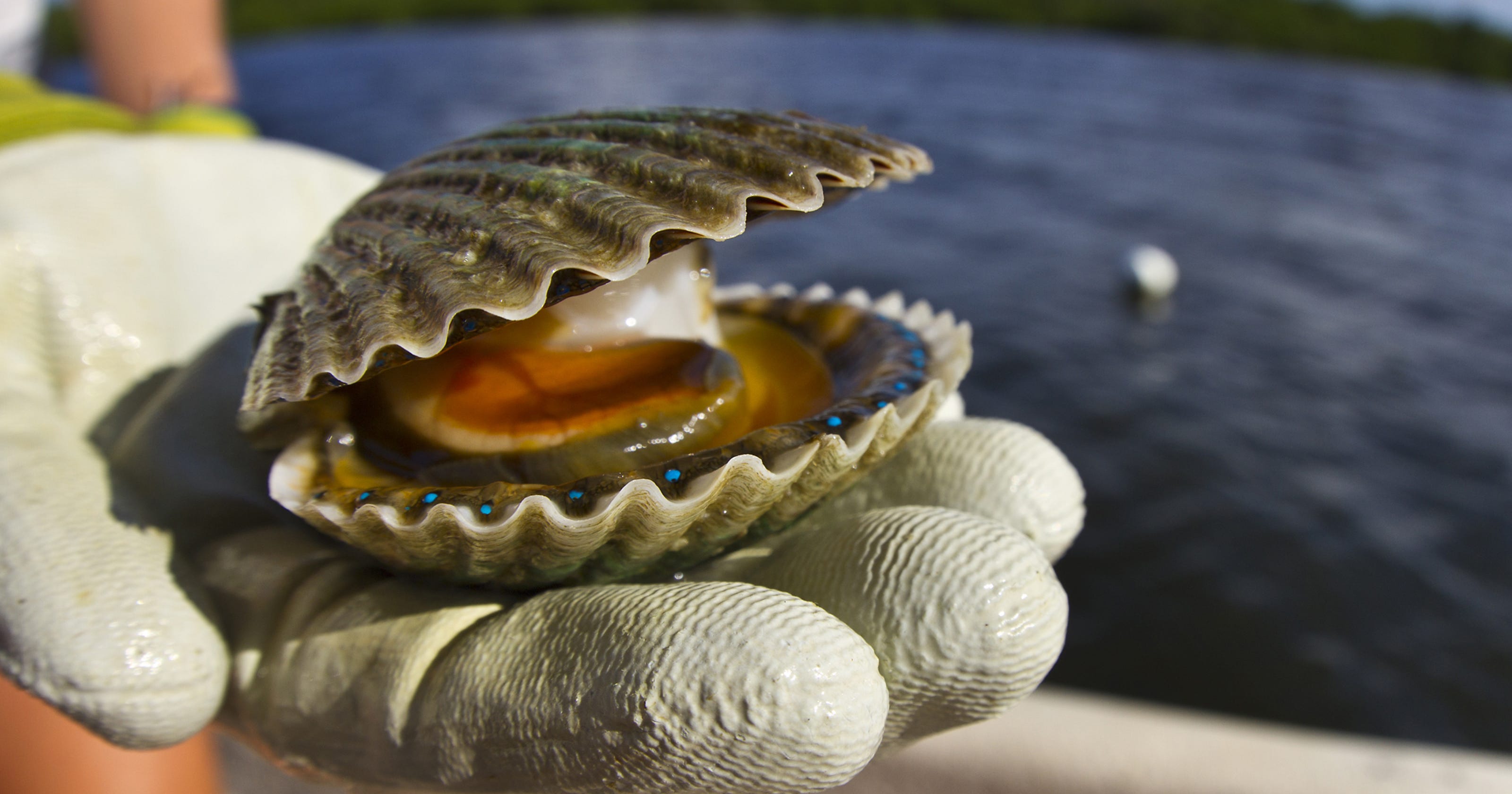 Algae bloom closes Gulf County scallop season