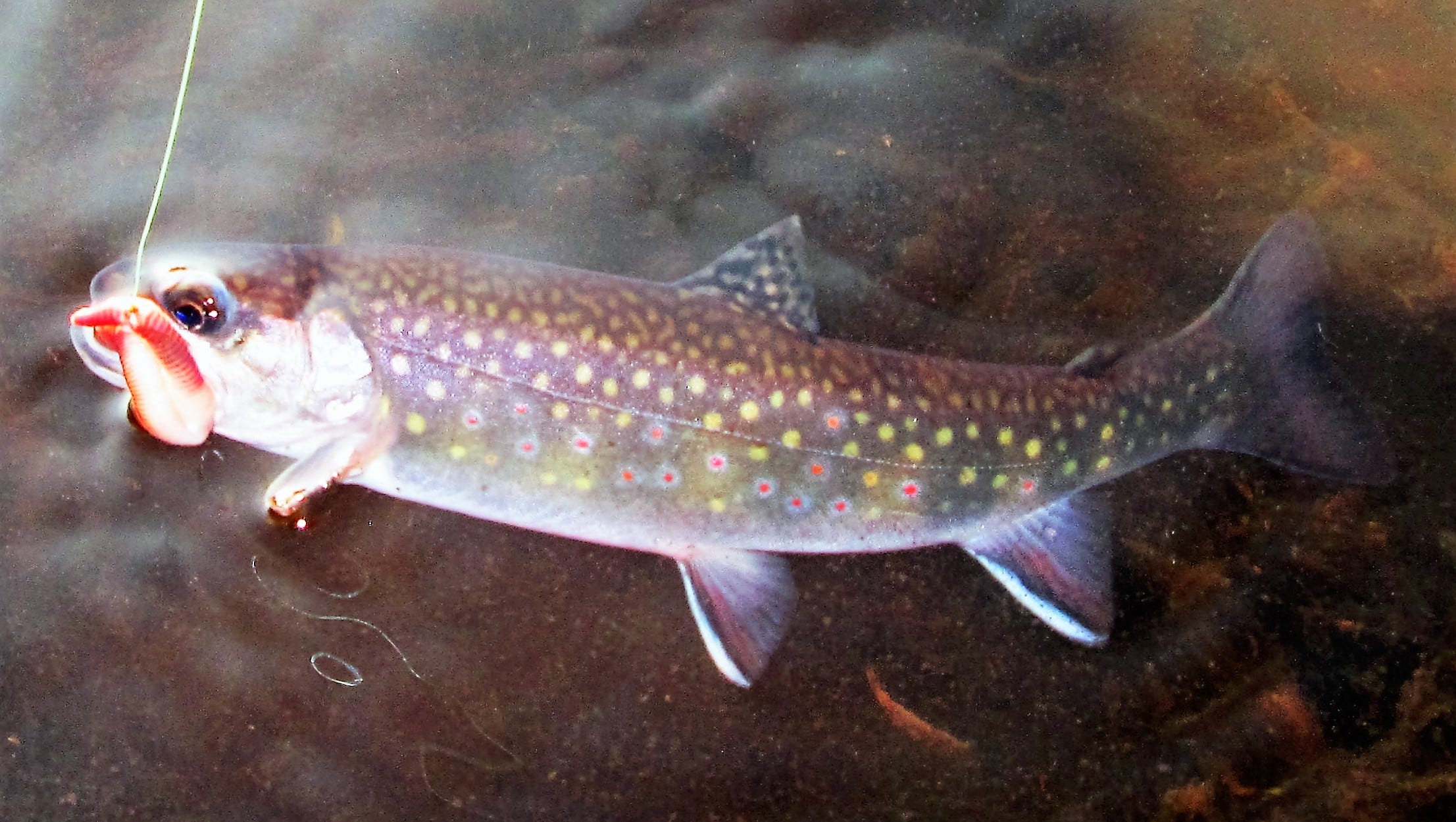 Outdoors Brook trout limits trouble the waters