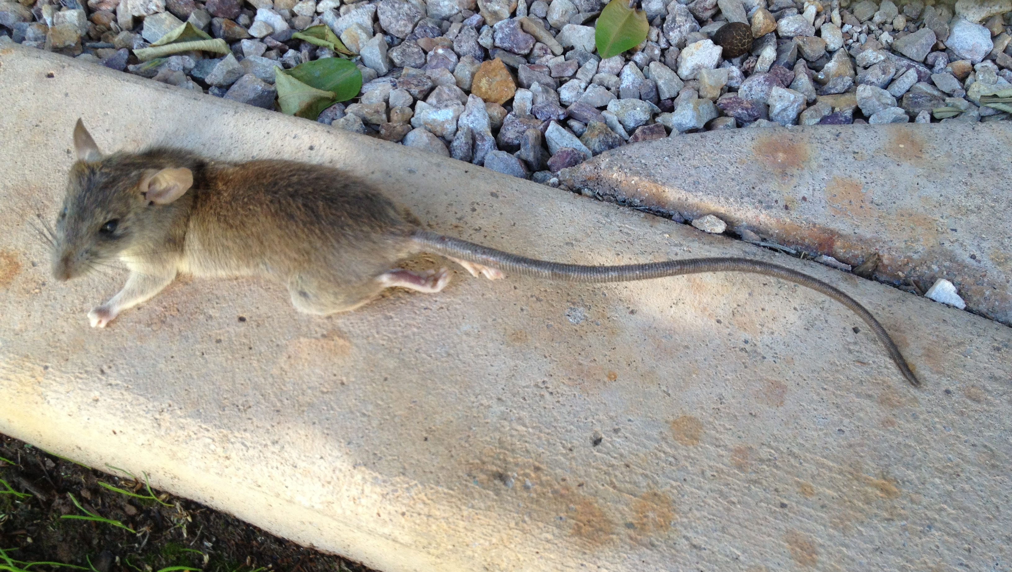 Roof Rat Season Is Here 5 Steps To Keep Them Out Of Your Home