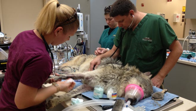 Veterinarian Dr. Kevin Leiske performs annual exams on the animals at The Living Desert.