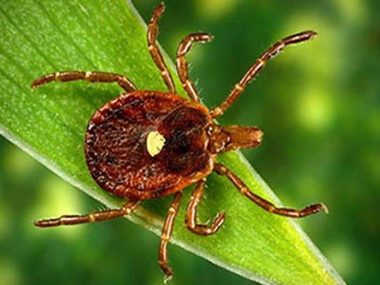 The Lone Star tick