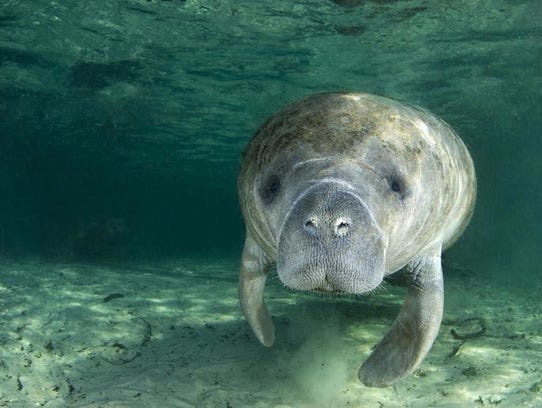 Manatees are no longer endangered, and not everyone's ...