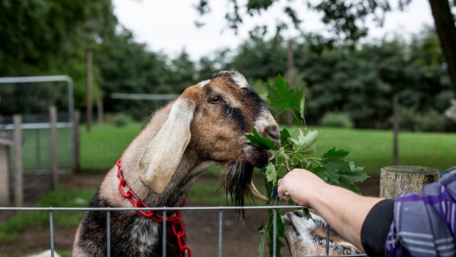 Andrea Koontz feeds leaves to her sister's goats Friday, September 30, 2016 at Paul and Annette Churchill's home on West Water Street in Port Huron Township. The township is considering changing the livestock ordinance from a minimum of three acres to a minimum of five acres. The Churchill family, which lives on three acres, has raised animals for their family since 2013.