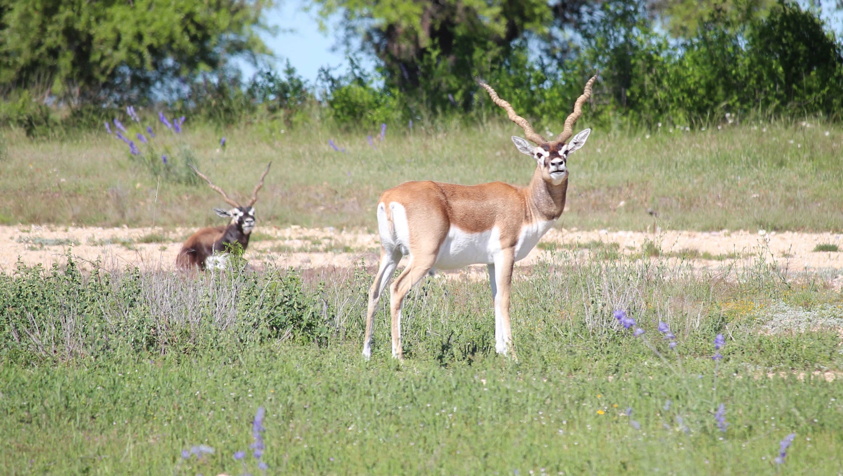 Of black buck picture Why White