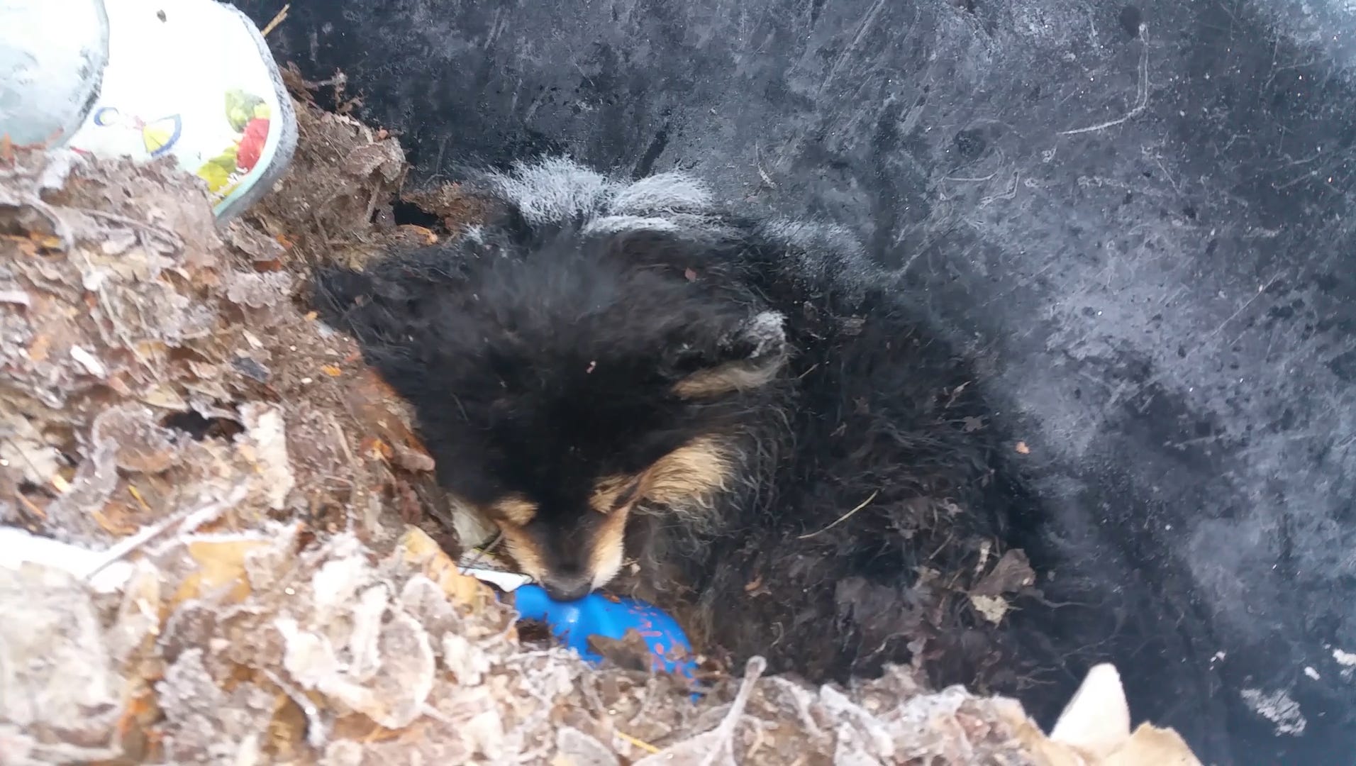 Frostcovered dog found in Detroit garbage can is put to sleep