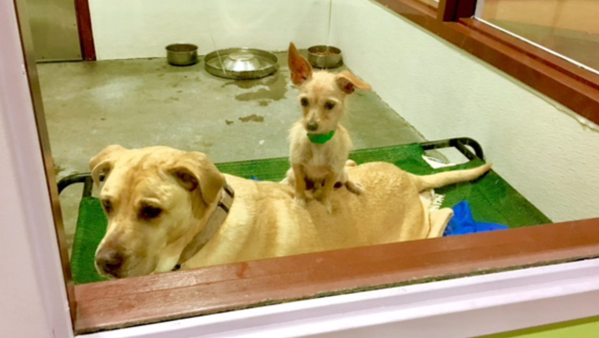 Should I Adopt A Bonded Pair Of Dogs