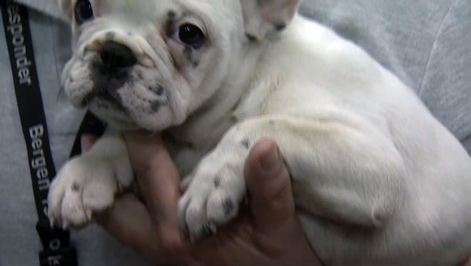 The Bergen County SPCA rescued 26 French and English bulldog puppies that were left unattended in a van in Garfield in August.