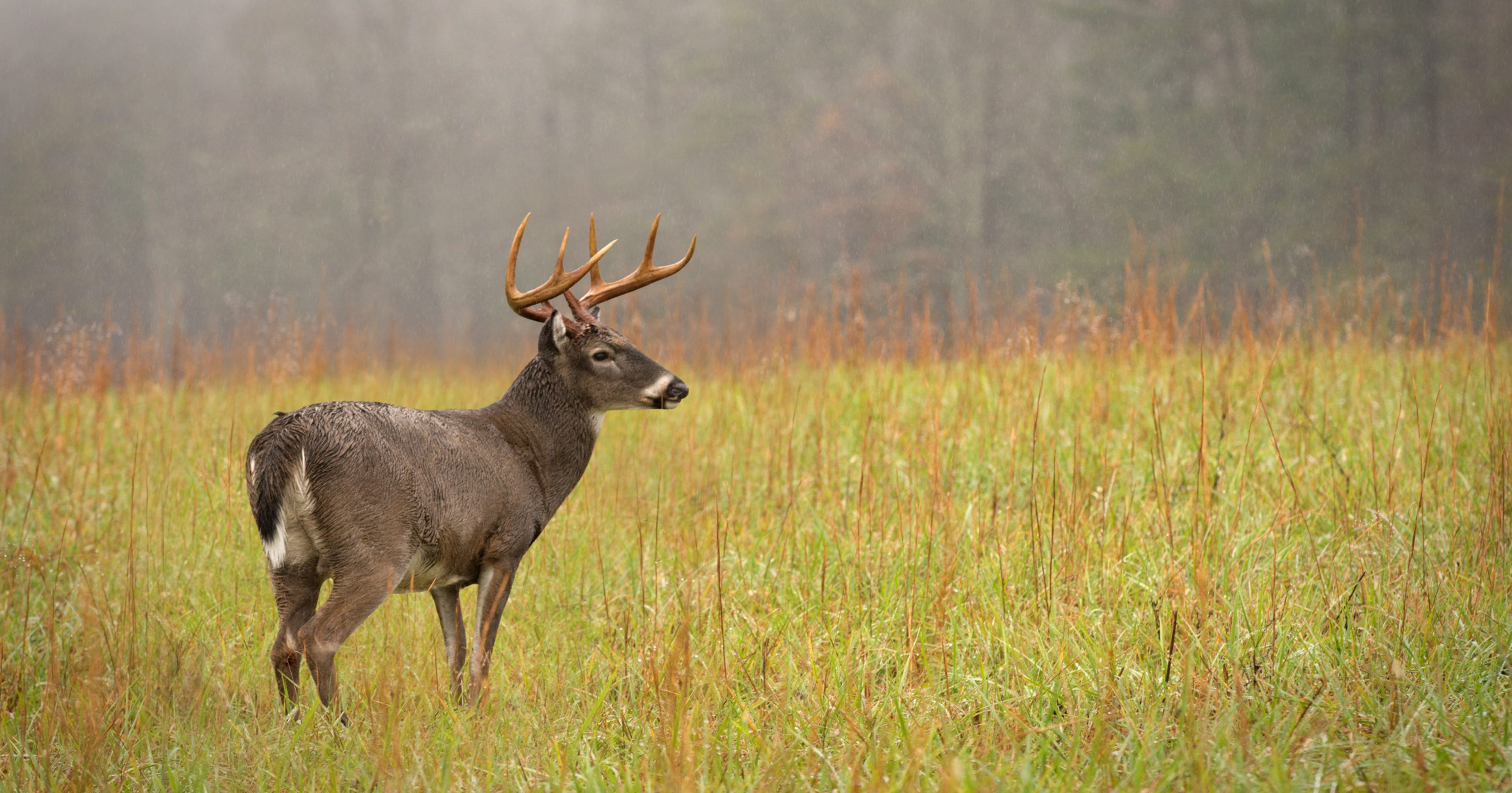 Tip leads Iowa investigators to Michigan poachers that took 19 deer