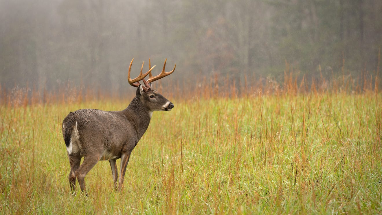 Pa Deer Hunting Season 2025 Patty Bernelle
