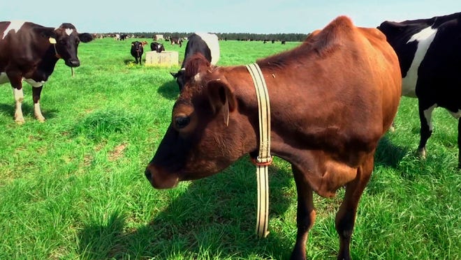 A cow stands in a pasture on Seven Oaks Dairy in Waynesboro, Ga. On the cow’s neck is a device called IDA, or “The Intelligent Dairy Farmer’s Assistant,” created by Connecterra. It uses a motion-sensing device attached to a cow’s neck to transmit its movements to a program driven by artificial intelligence.