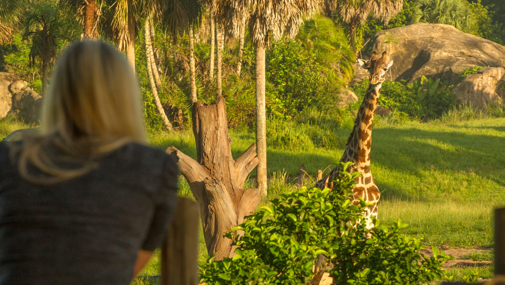 Disney World giraffe gives birth in Animal Kingdom park Disney World giraffe gives birth in Animal Kingdom park