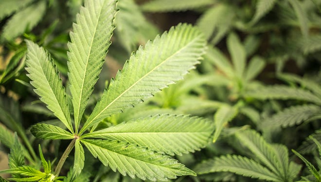 Arizona voters will decide Nov. 8 whether to legalize recreational marijuana.