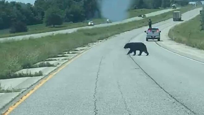 In Pike County this week, police blocked traffic on Interstate 72 to allow a black bear cross the road. The bear left Wisconsin June 10 and later lumbered through west-central Illinois, apparently en route to Missouri to find a mate.