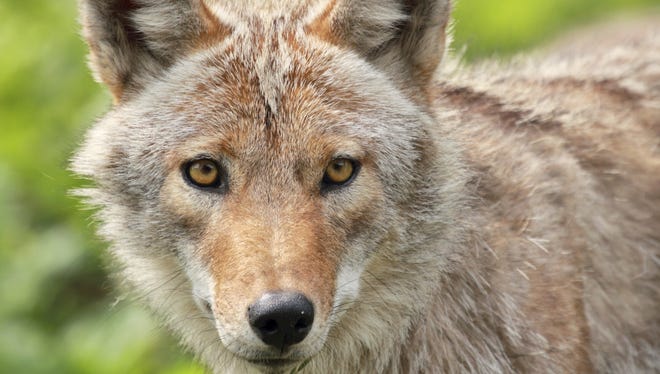 DEC is warning people to be aware of coyotes this spring.