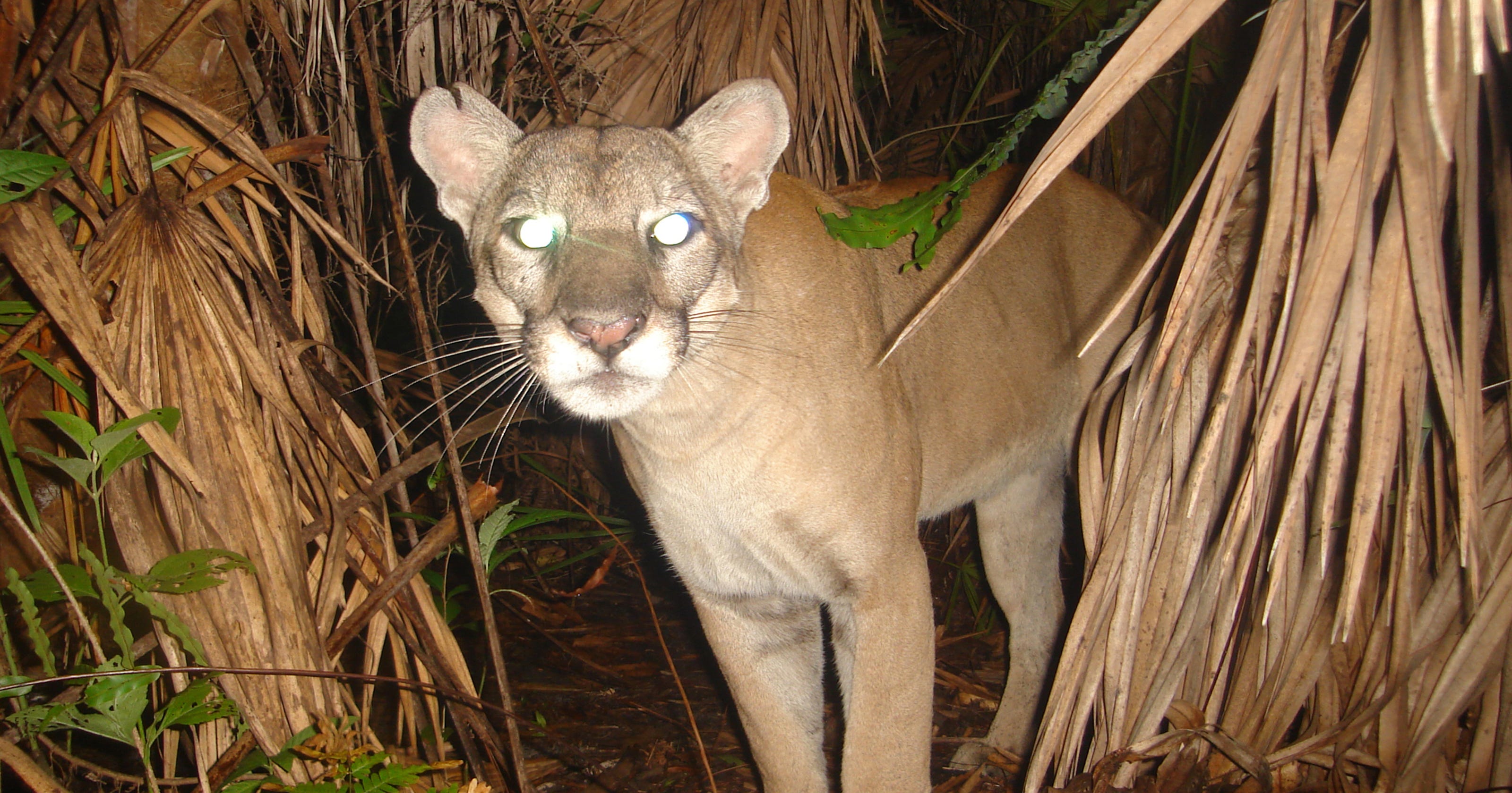 Panthers in MIssissippi
