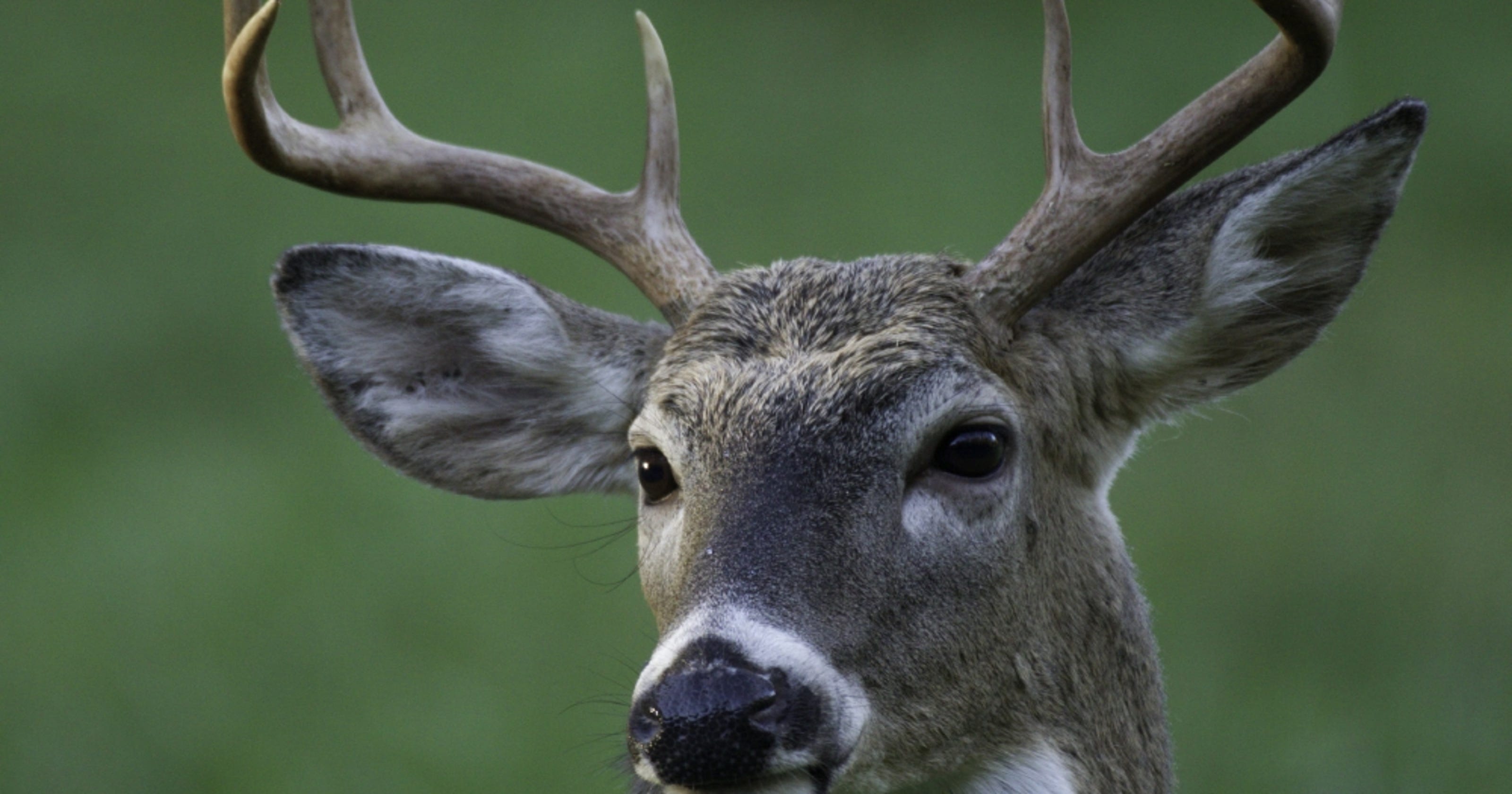 Hunter killed by deer in Arkansas