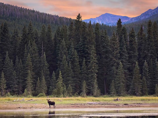A moose at Gypsy Lake is part of the photography collection