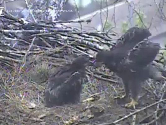 Bald eagles eat a cat for dinner on live webcam