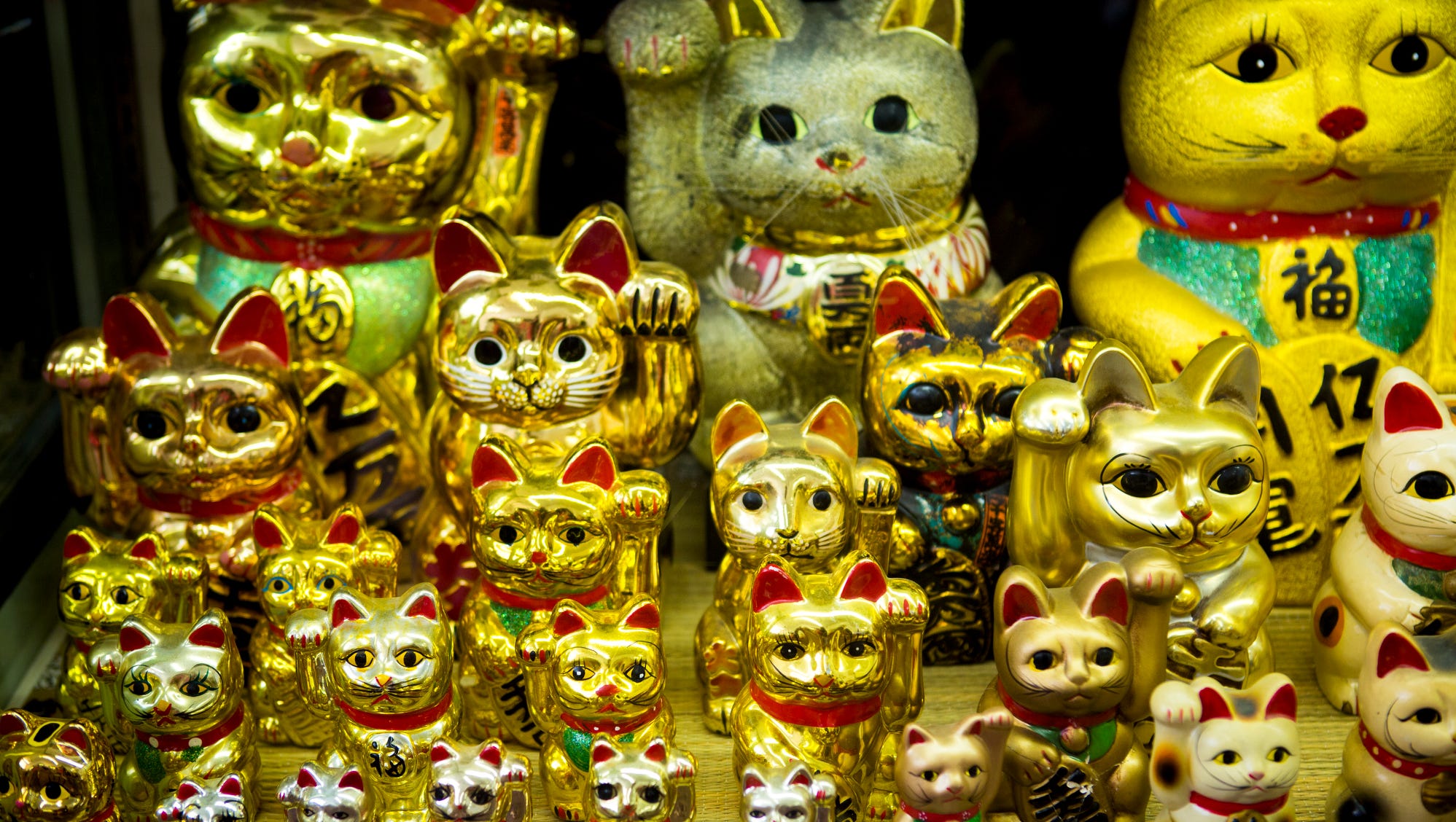 The Cat Collection That Became A Museum