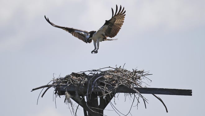 An Osprey returns to its nest in Seahorse Key, off Florida’s Gulf Coast. Many such nests on the island are suddenly — and surprisingly — quiet.