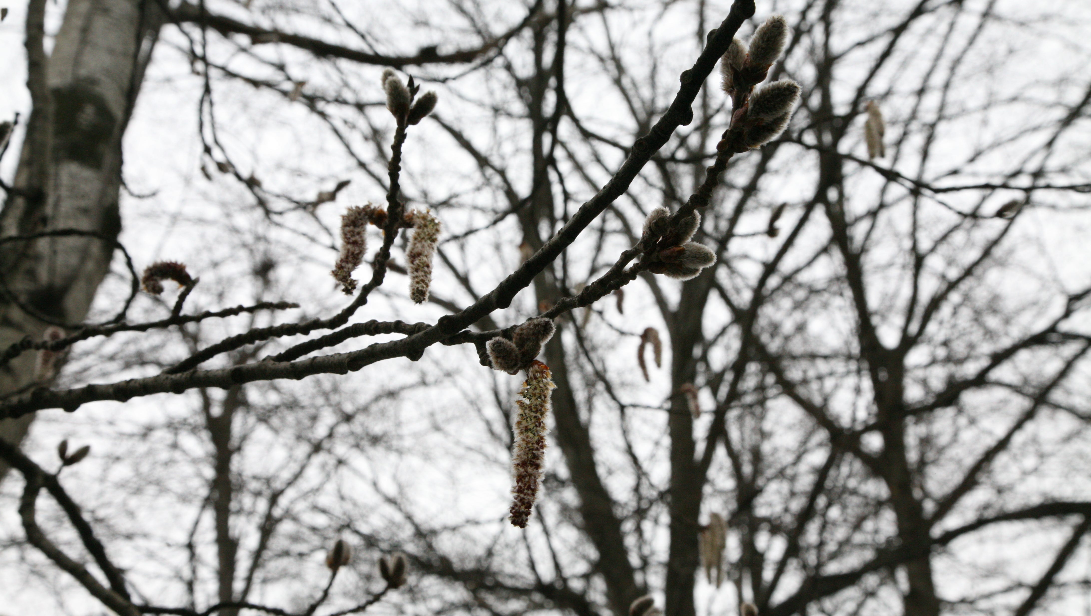 Unusual Tree Pollination Adaptations Coming To Nj Backyards