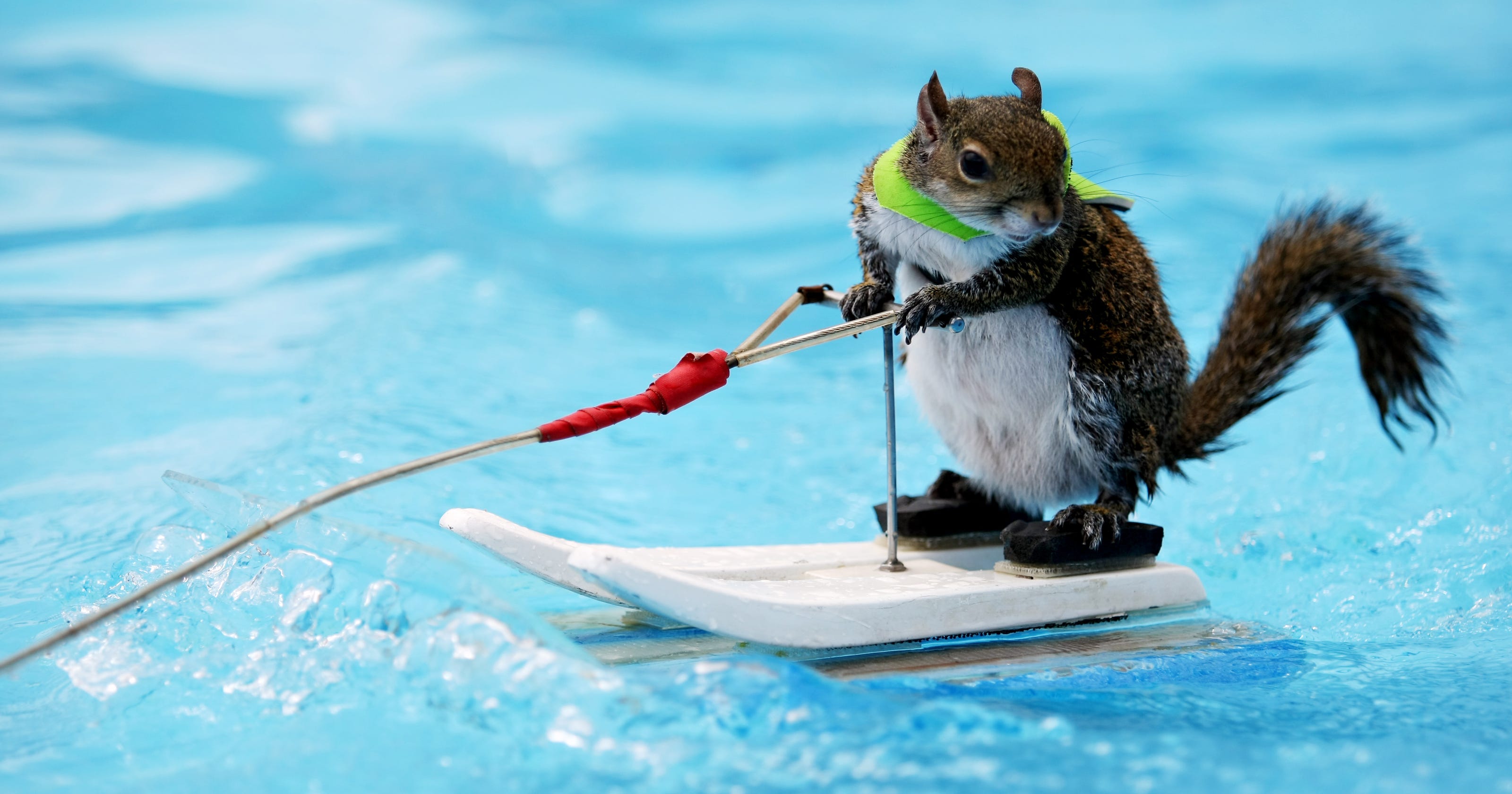 Detroit Boat Show to feature Twiggy the Water Skiing Squirrel